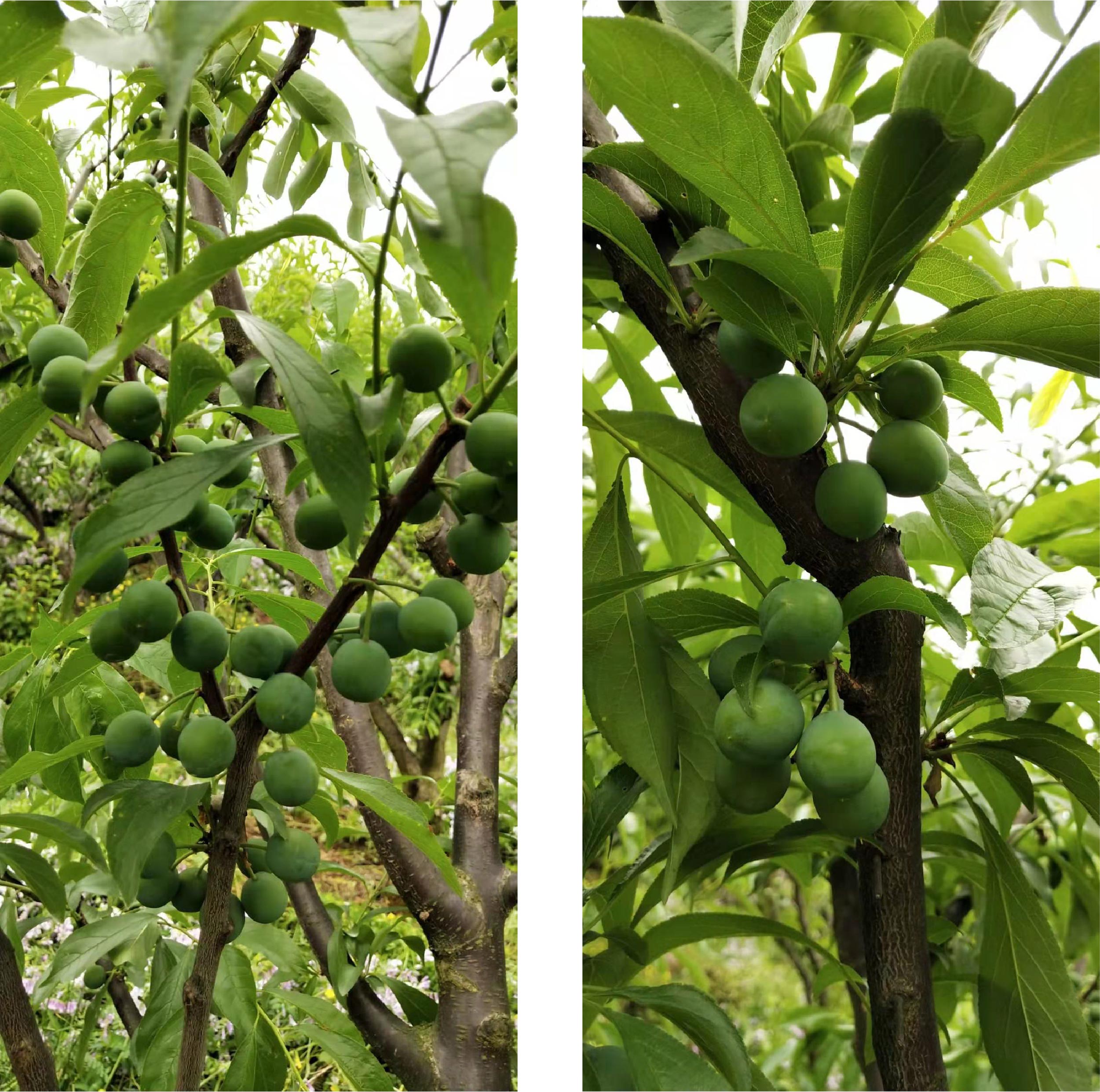 1583204917885700.jpg 4-01.jpg